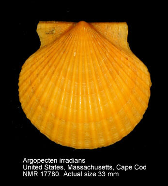 Argopecten irradians (2).jpg - Argopecten irradians(Lamarck,1819)